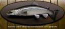 Herb Welch Landlock Salmon mount restored by David A. Footer
