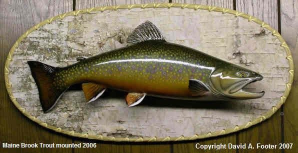 2006 Footer mount of a Maine Brook Trout