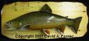 Footer Brook Trout mount on Pine panel 2007