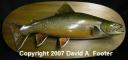 Footer Brook Trout mount on oval Walnut Panel 2007