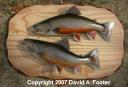 Footer double-strike Brook Trout mount on Rustic Panel 2007